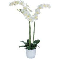 Phalaenopsis orquídea 100 cm – Vepabins